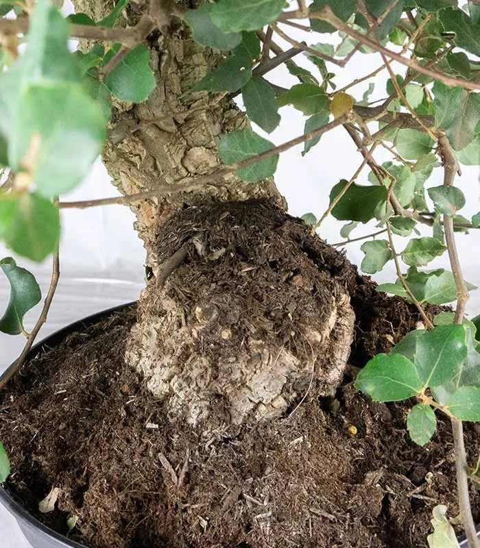 Quercia sughera 15 anni | Esemplare unico