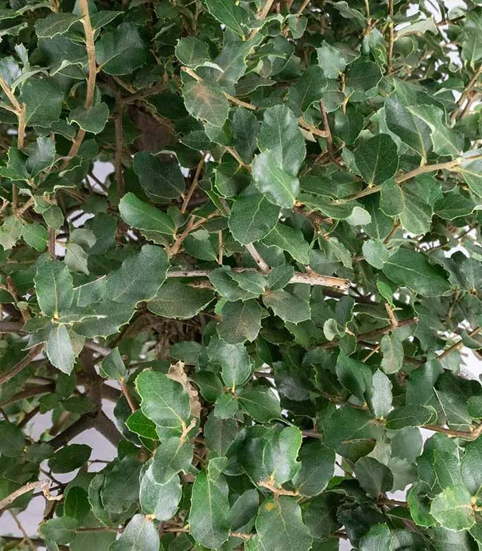 Quercia sughera 15 anni | Esemplare unico