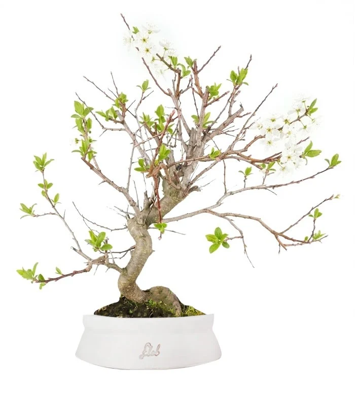 Bonsai di Prugnolo (Prunus domestica) | Esemplare di 15 Anni