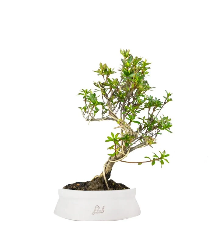 Bonsai Azalea da Fiore (Rhododendron)