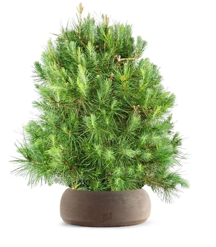Pino d'Aleppo (Pinus Halepensis) bonsai 12 anni