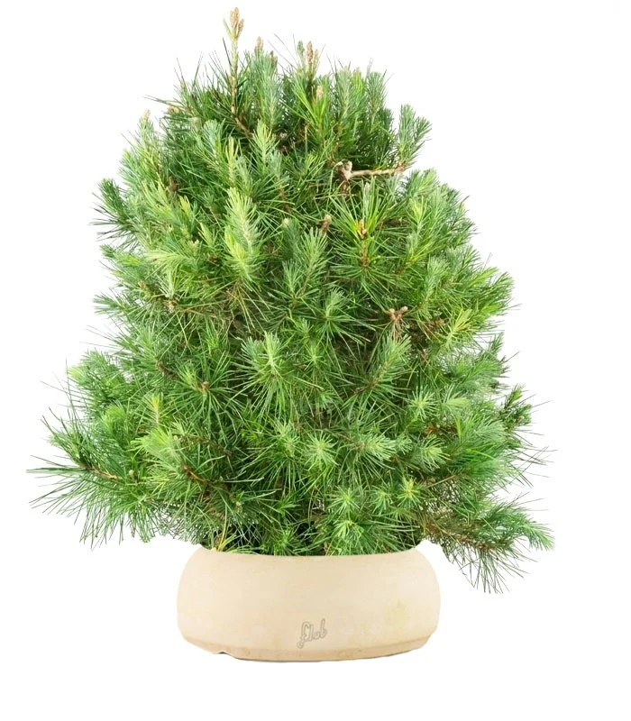 Pino d'Aleppo (Pinus Halepensis) bonsai 12 anni