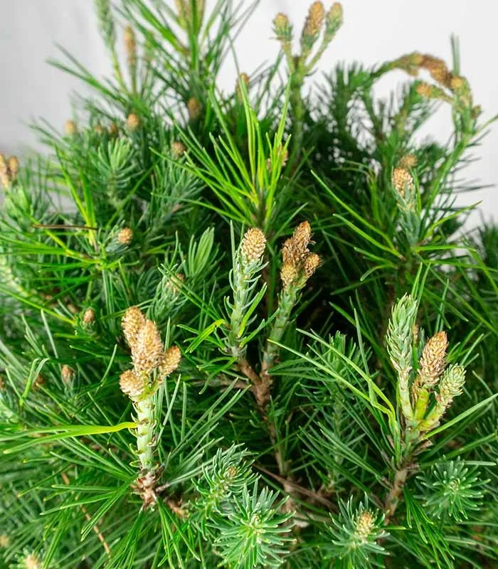 Pino d'Aleppo (Pinus Halepensis) bonsai 12 anni
