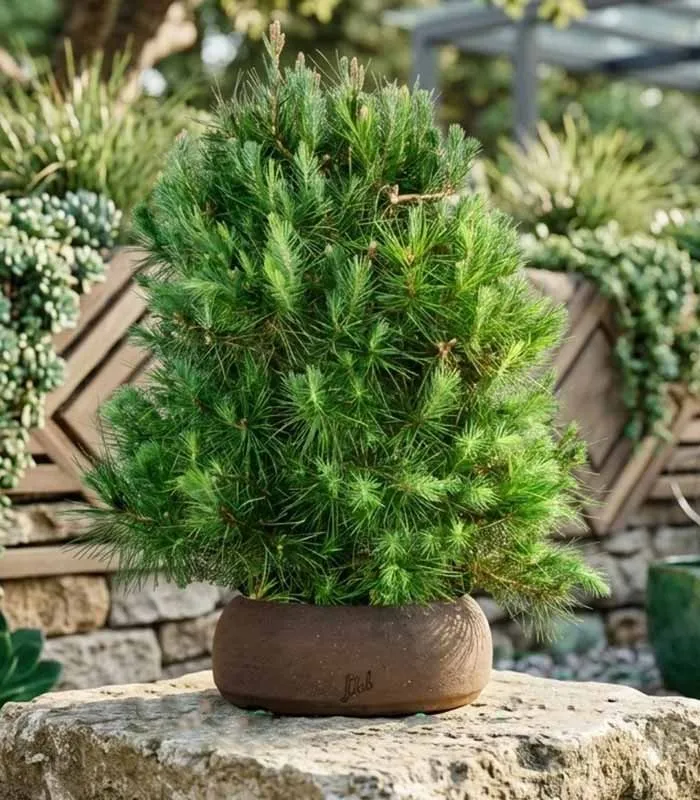 Pino d'Aleppo (Pinus Halepensis) bonsai 12 anni