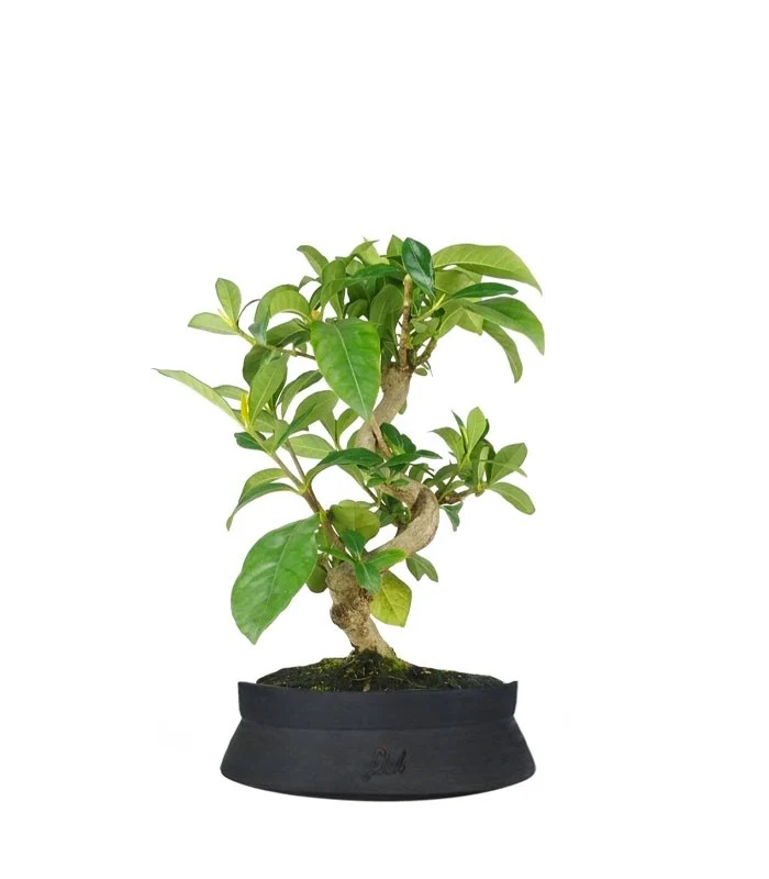 Bonsai di Gardenia 8 anni