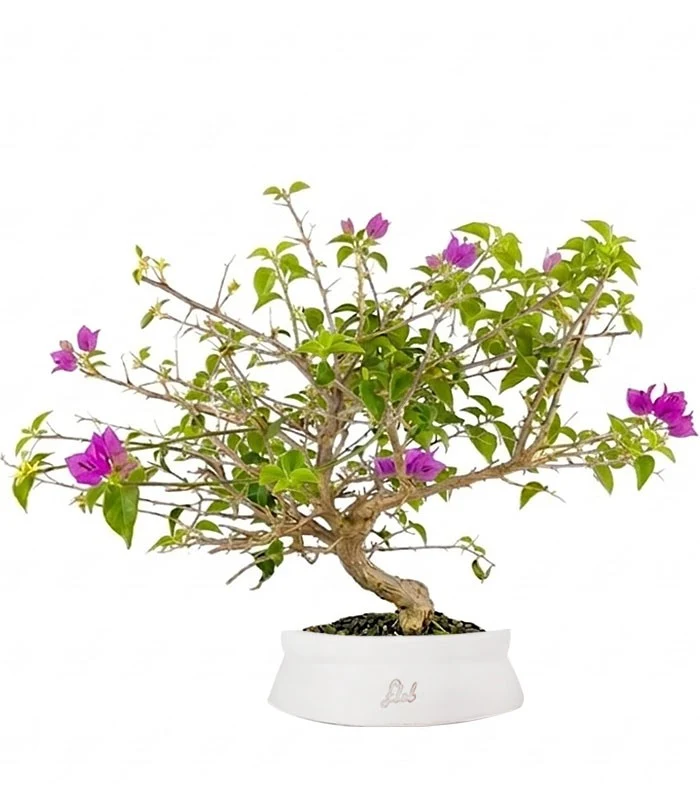 Bonsai Bougainvillea Glabra a S di 10 Anni