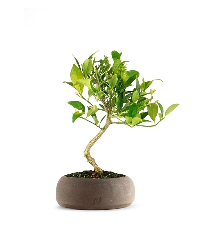 Bonsai di Limequat 7 Anni