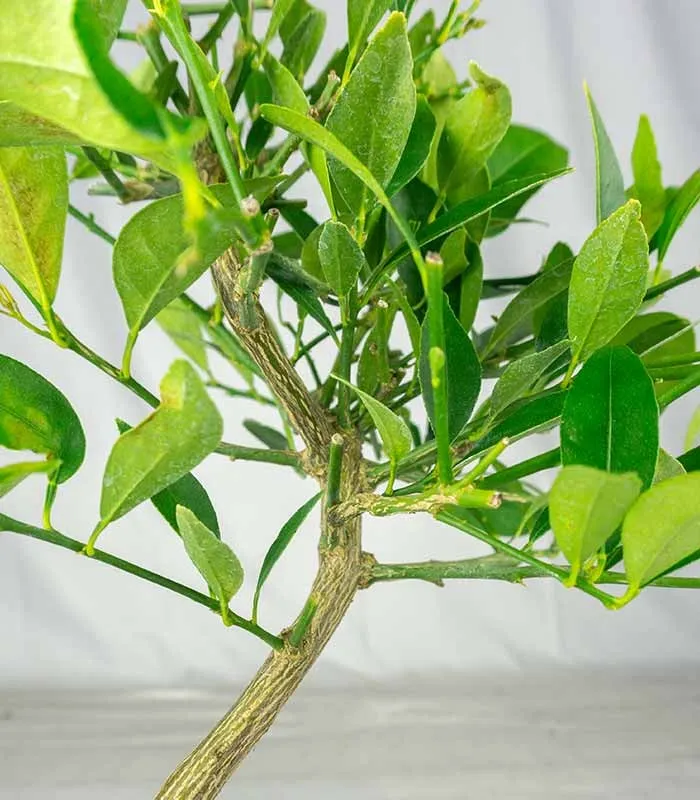 Bonsai di Limequat 7 Anni