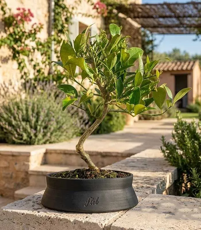 Bonsai di Limequat 7 Anni