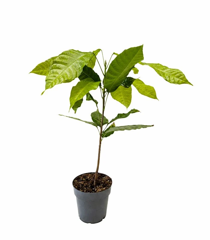 Pianta di Cacao Theobroma | 50 cm