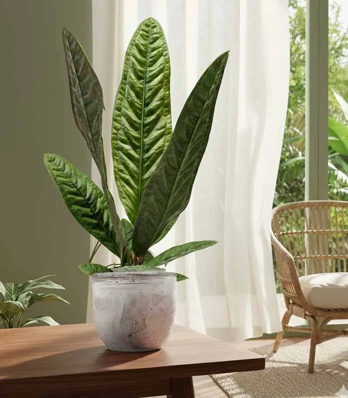 Anthurium Superbum | 50 cm