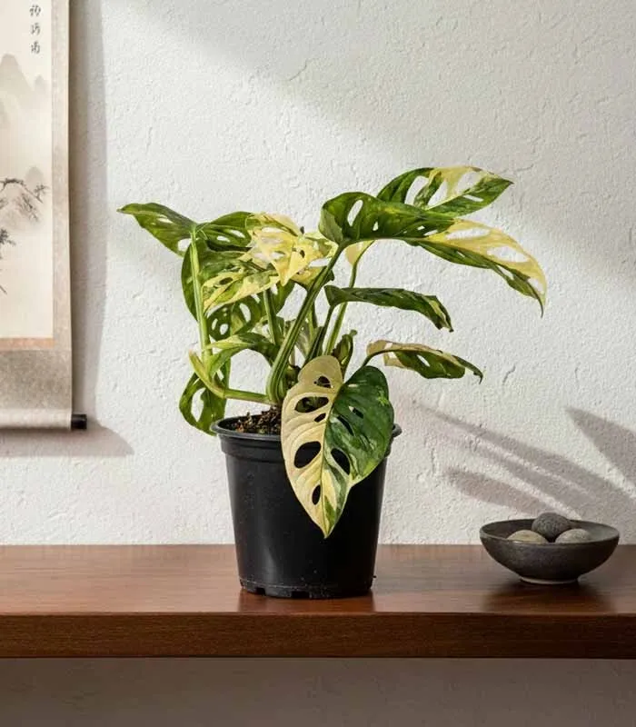 Filodendro Monkey Mask variegato - Japanese Tricolor