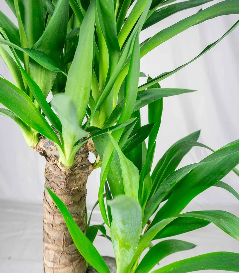 Pianta di Yucca da interno | 80 cm