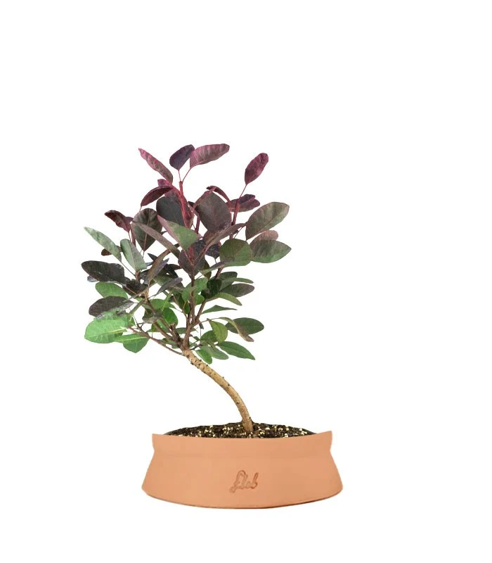 Bonsai di Cotinus – Cotinus coggygria H30 cm ornamentale