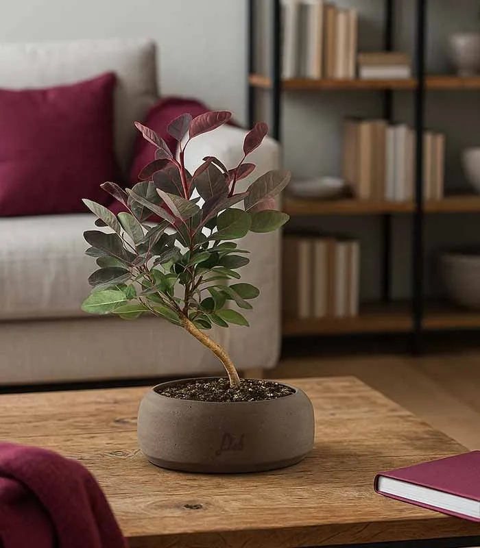 Bonsai di Cotinus – Cotinus coggygria H30 cm ornamentale