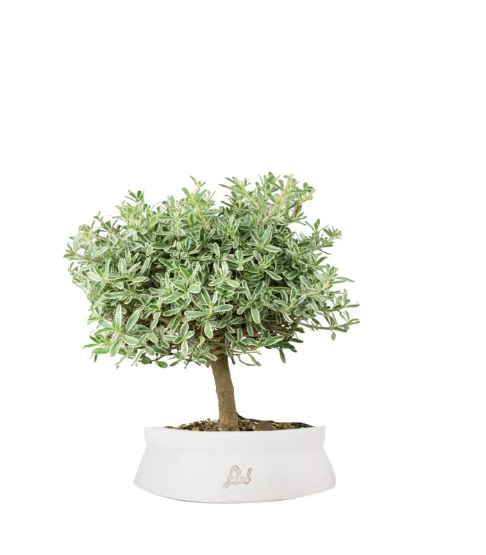 Bonsai di Coprosma Alberello – H30 cm