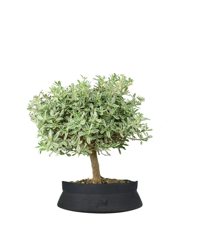 Bonsai di Coprosma Alberello – H30 cm