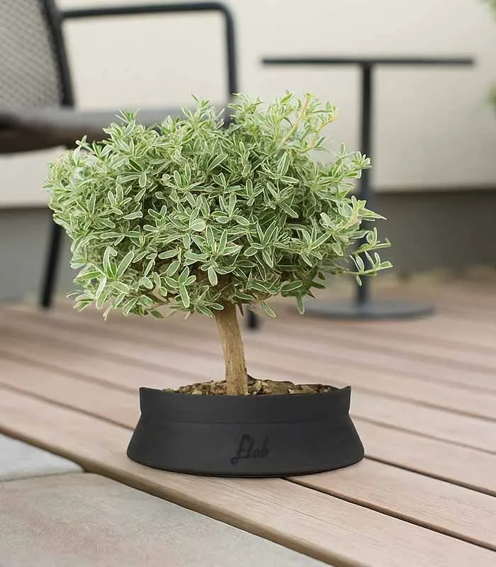 Bonsai di Coprosma Alberello – H30 cm