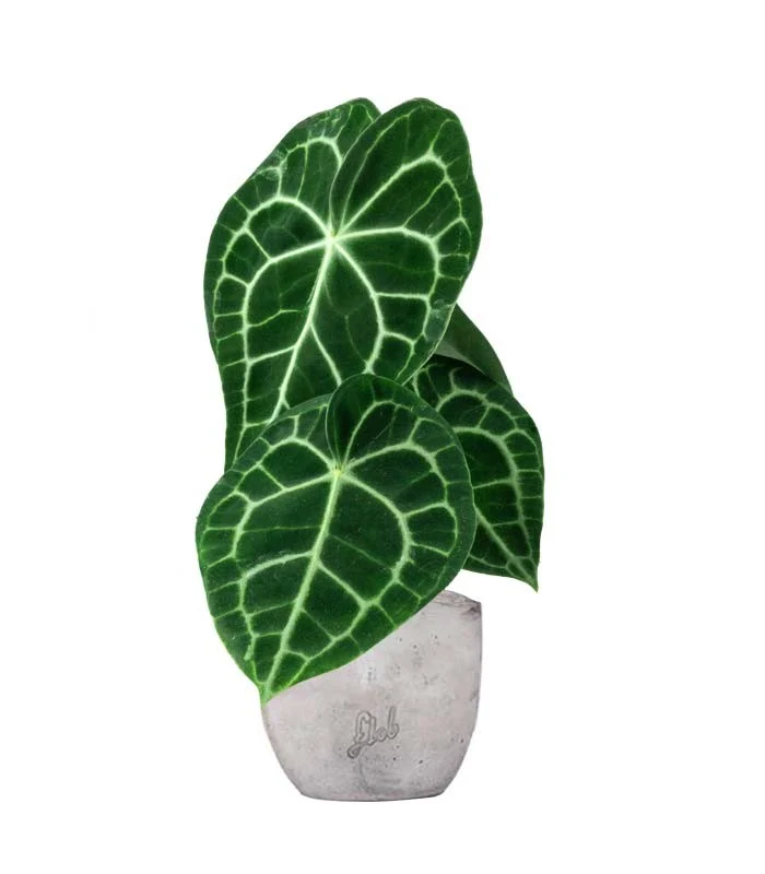 Anthurium Clarinervium