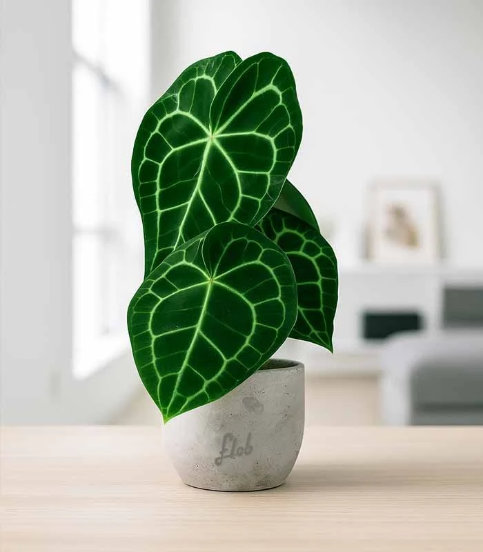 Anthurium Clarinervium