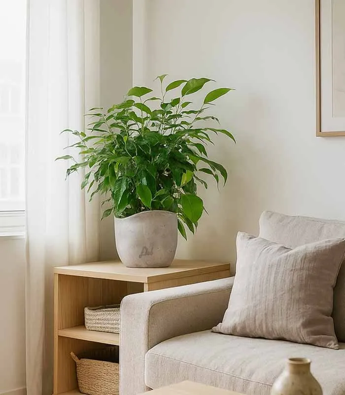 Ficus beniamino "Green Kinky"