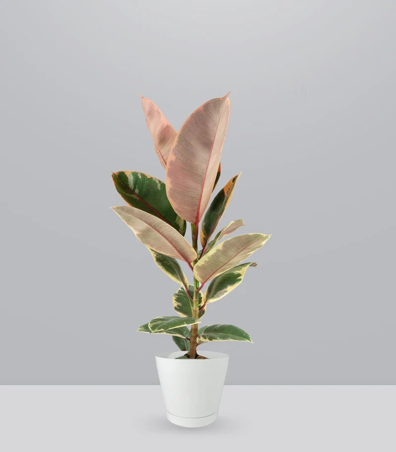 Ficus Tineke Rosa – H70 cm in Vaso Ø20