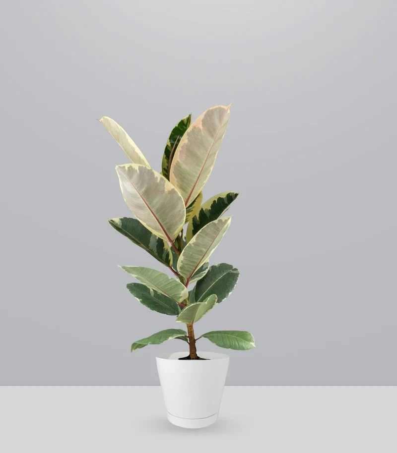 Ficus Tineke Bianco – H70 cm in Vaso Ø20