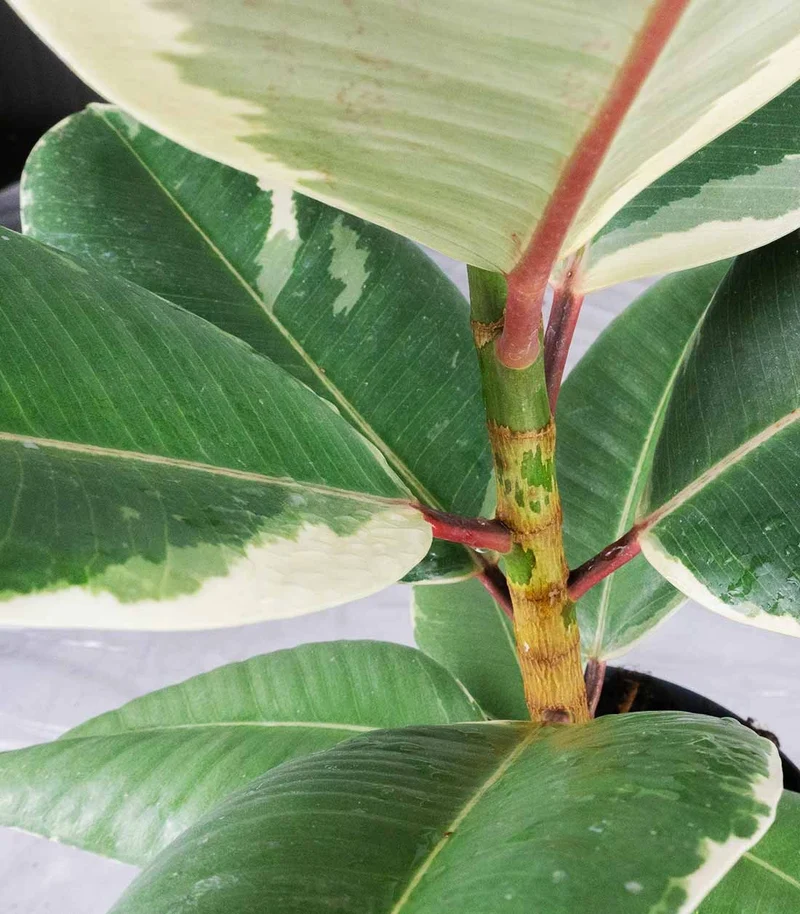 Ficus Tineke Bianco – H70 cm in Vaso Ø20