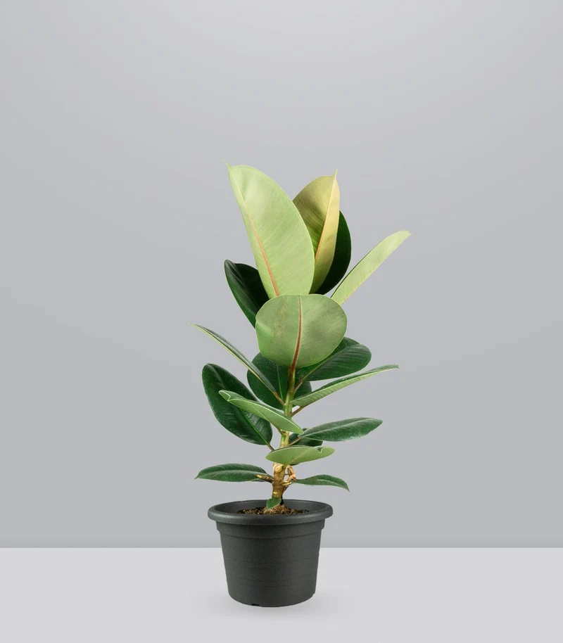 Ficus Elastica Robusta - H70 cm in Vaso Ø20