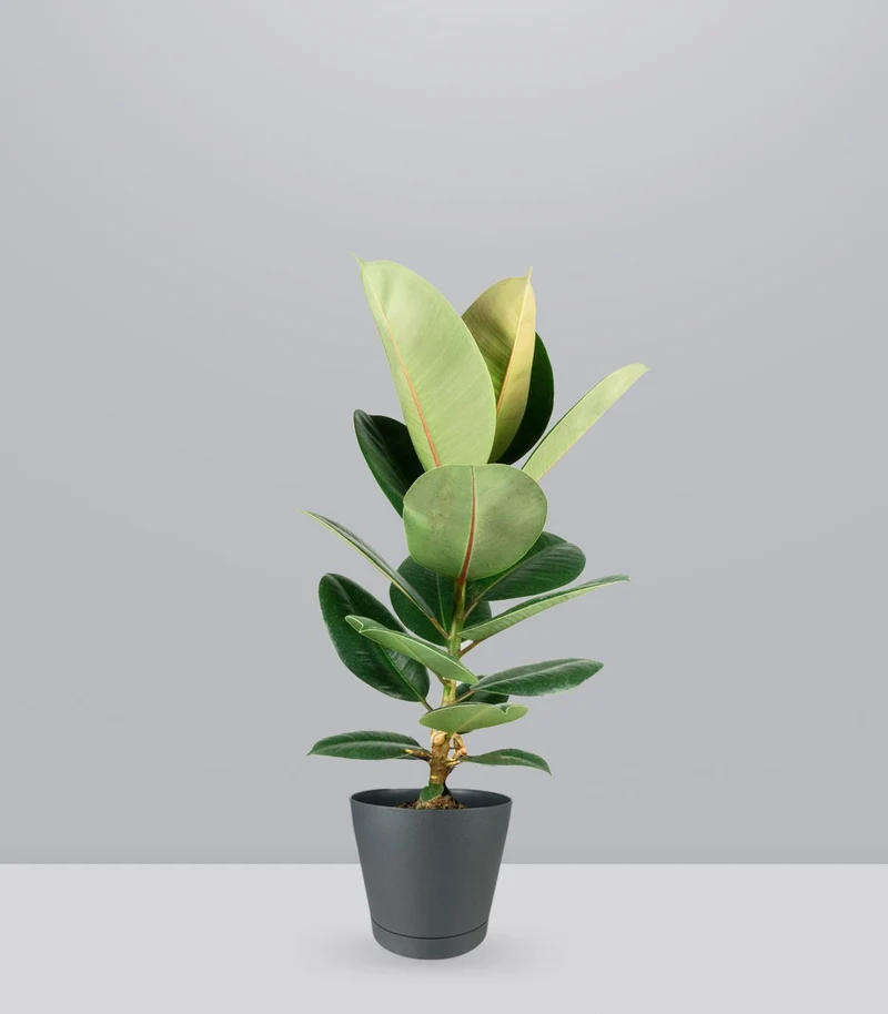 Ficus Elastica Robusta - H70 cm in Vaso Ø20