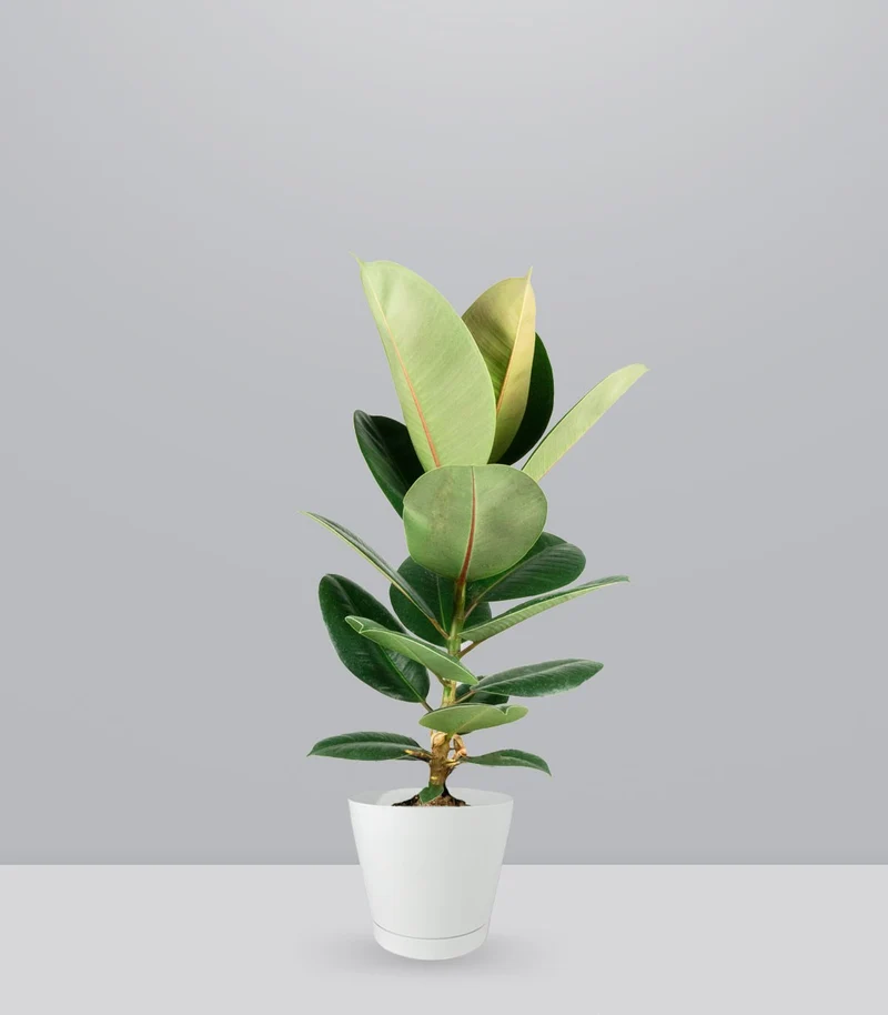 Ficus Elastica Robusta - H70 cm in Vaso Ø20