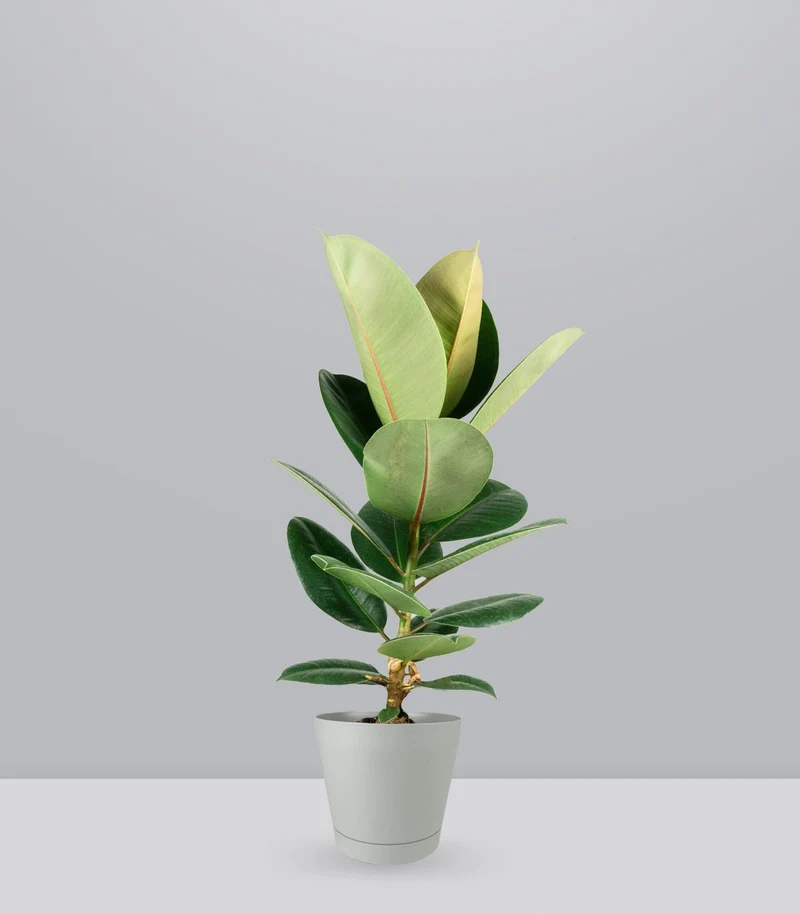 Ficus Elastica Robusta - H70 cm in Vaso Ø20
