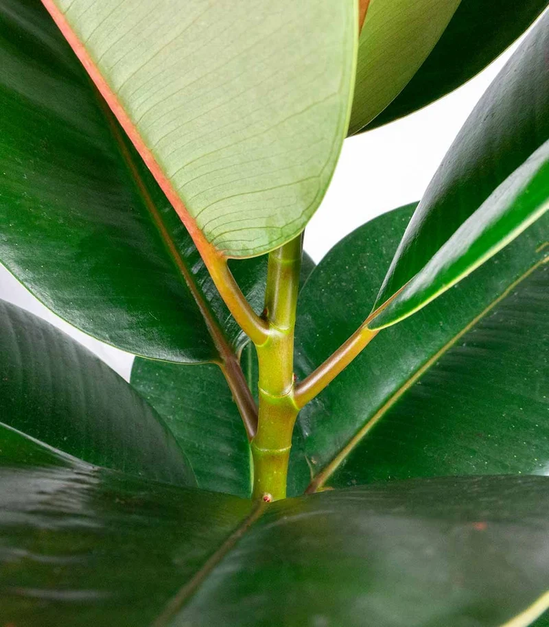 Ficus Elastica Robusta - H70 cm in Vaso Ø20