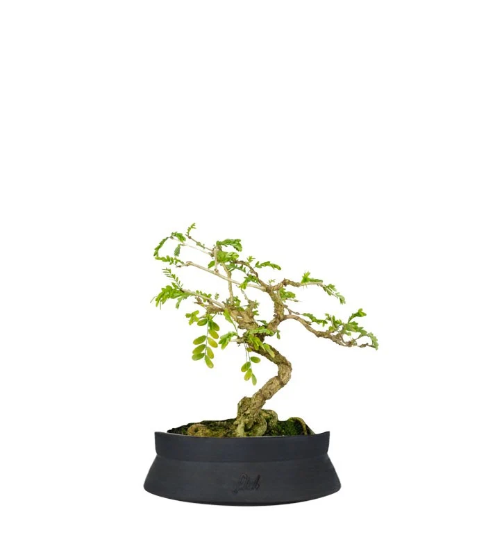 Bonsai Sesbania punicea – 14 anni – H25 cm