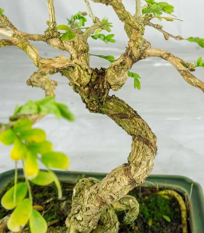 Bonsai Sesbania punicea – 14 anni – H25 cm