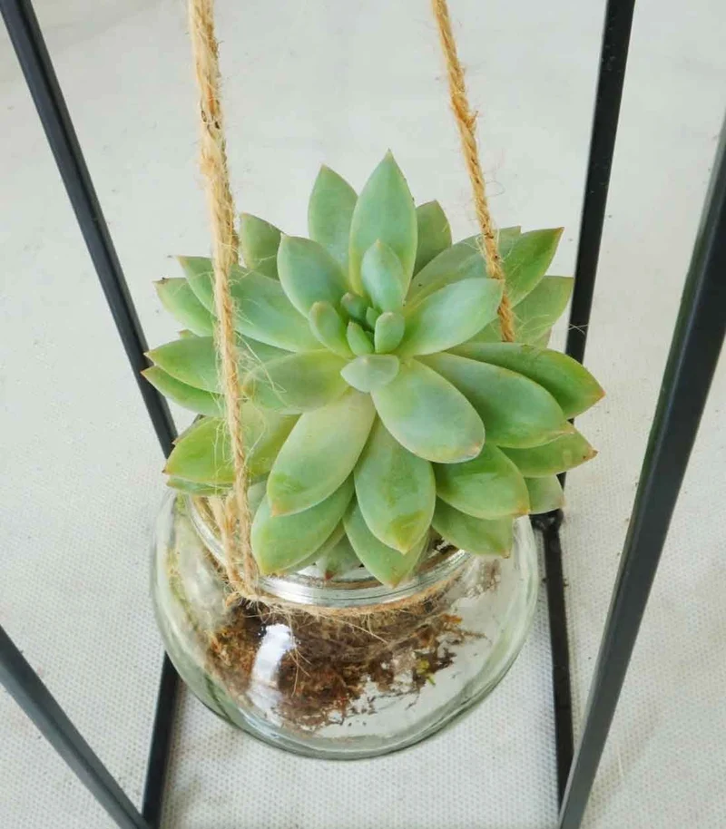 Composizione Succulente in vetro appeso