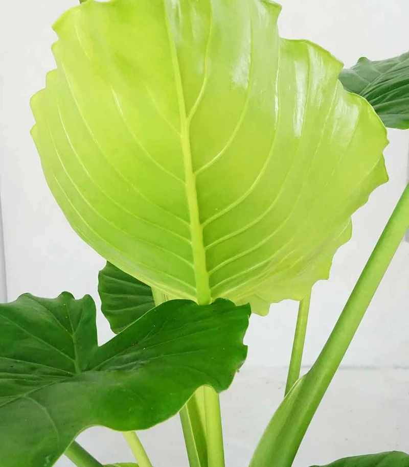 Alocasia gageana california