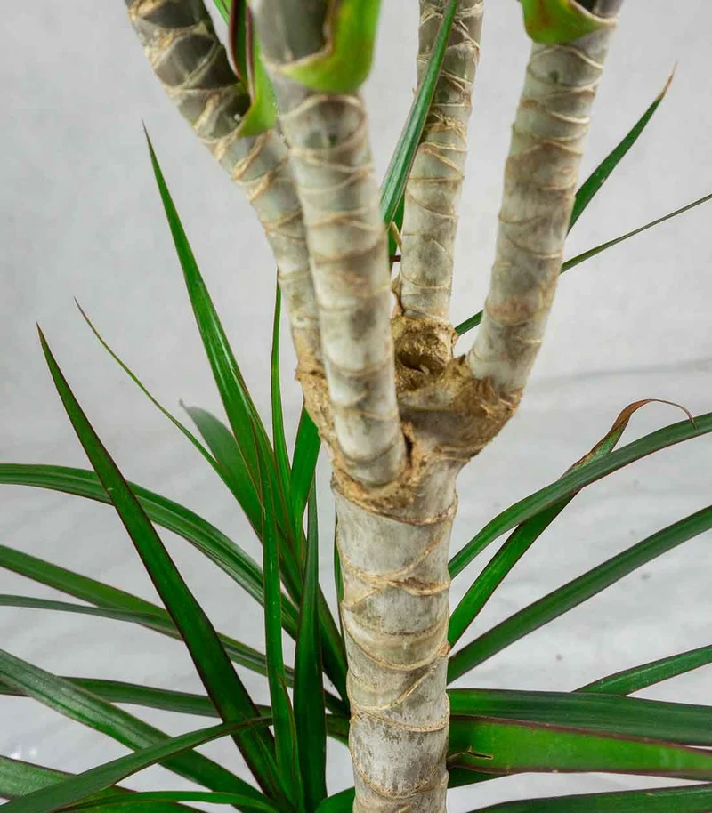 Dracena Marginata | yucca