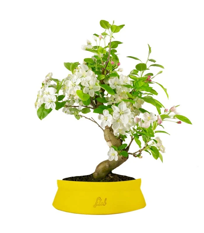 Melo bonsai | 12 anni