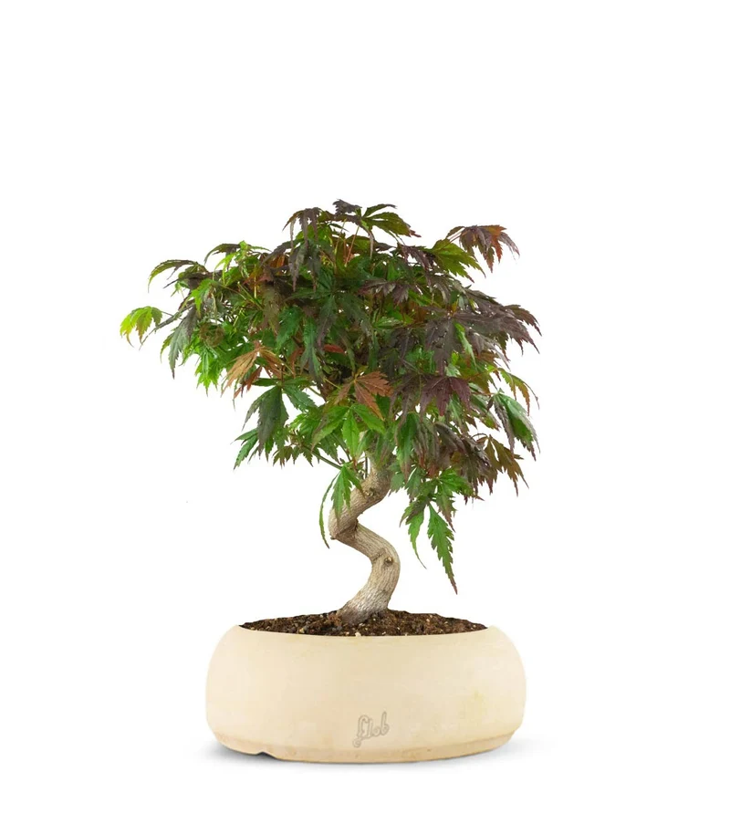 Acero palmato atropurpureum | bonsai 12 anni