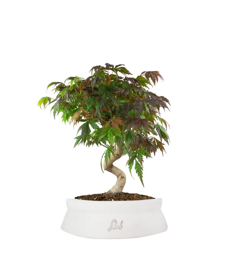 Acero palmato atropurpureum | bonsai 12 anni