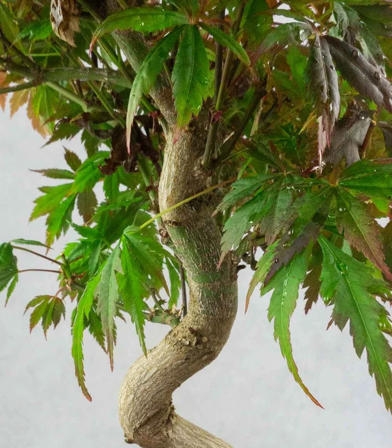 Acero palmato atropurpureum | bonsai 12 anni