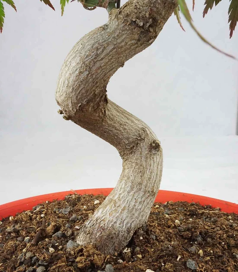 Acero palmato atropurpureum | bonsai 12 anni