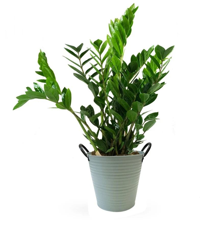 Zamia | Pianta di Padre Pio