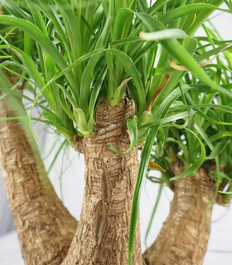 Beaucarnea Nolina L