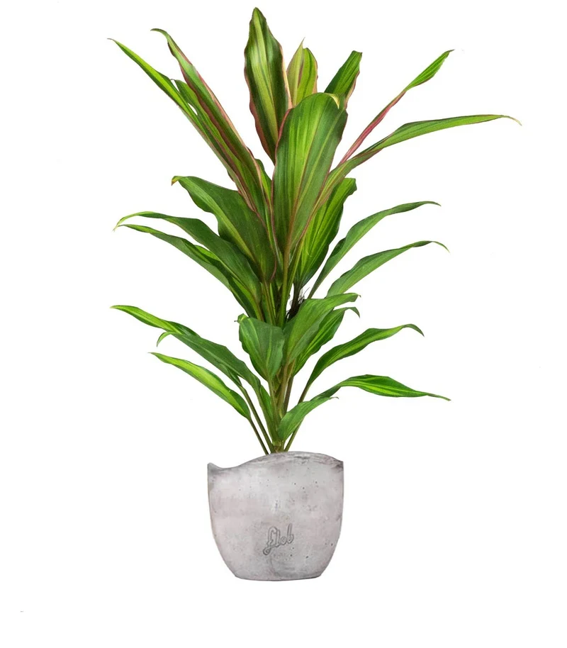 Cordyline Fruticosa Kiwi