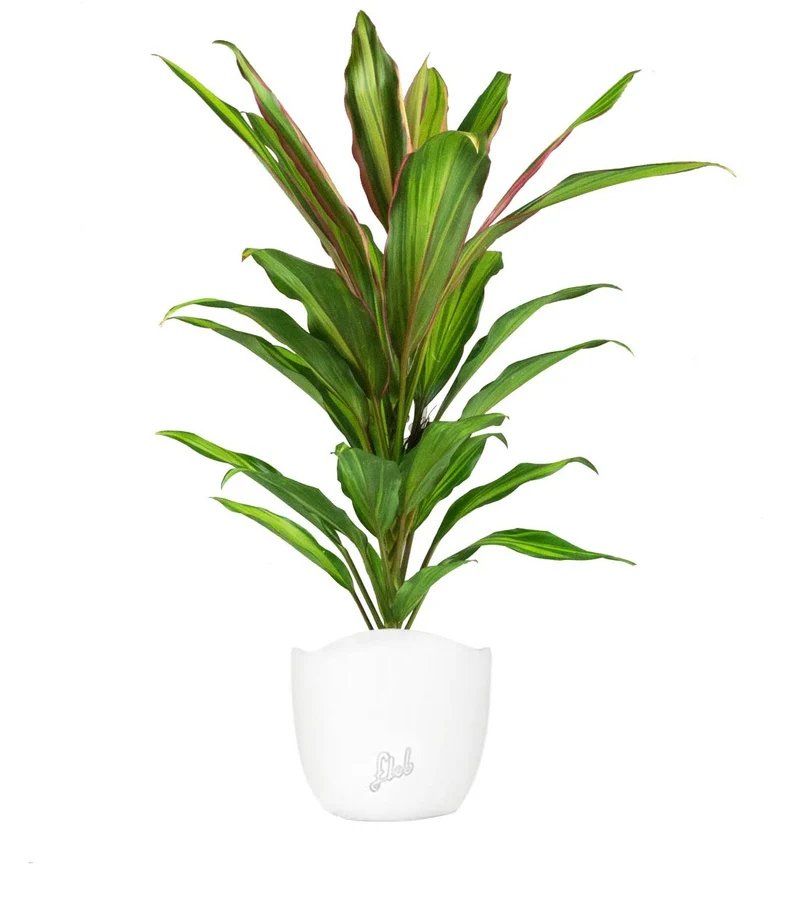 Cordyline Fruticosa Kiwi