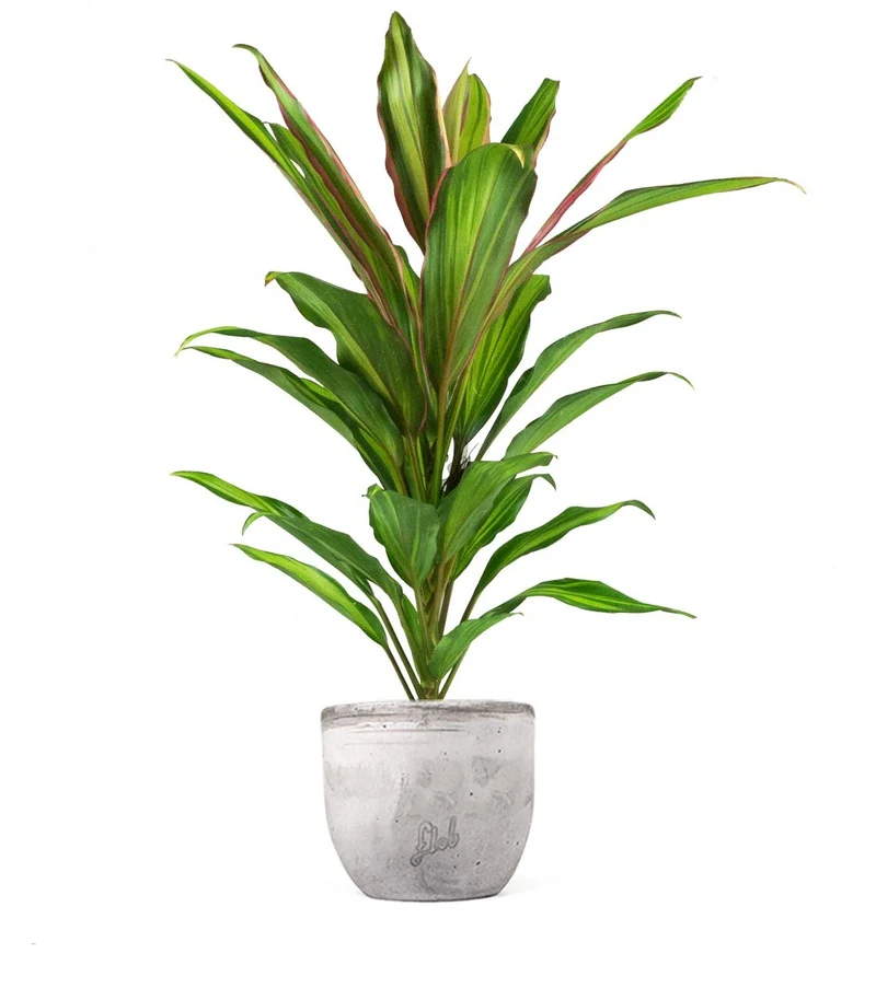 Cordyline Fruticosa Kiwi