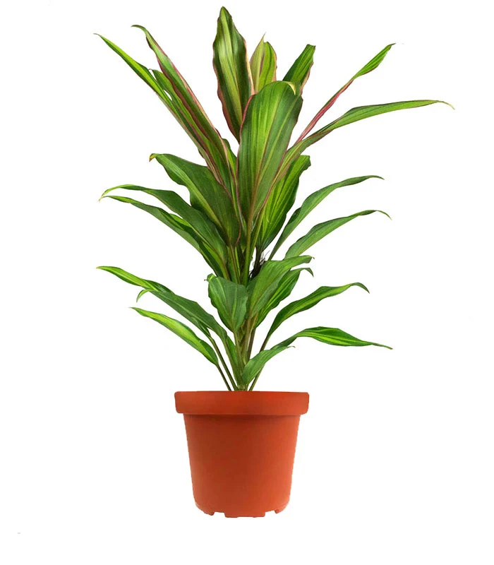Cordyline Fruticosa Kiwi