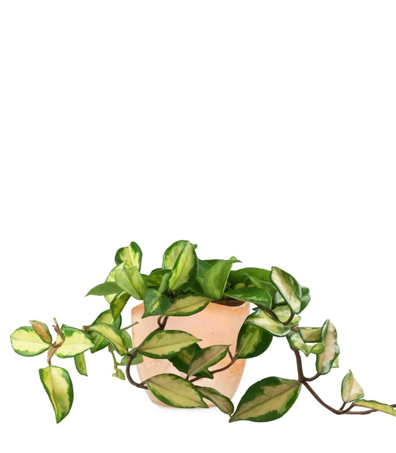 Hoya carnosa